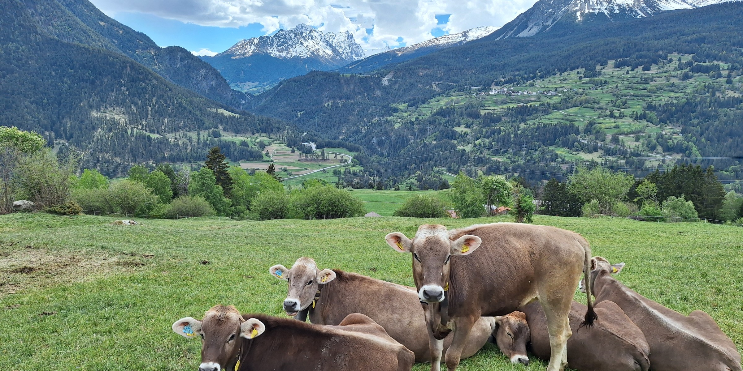 Foto zum Beitrag «bergün -chur»
